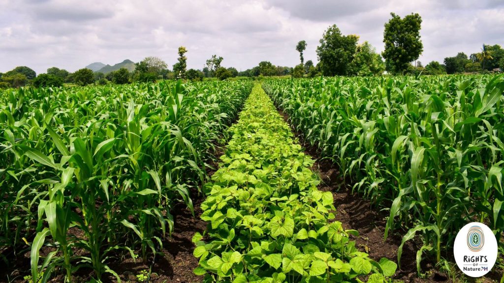 sustainable farming by crop rotation