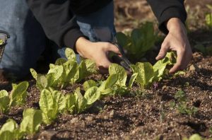Embracing Sustainability - Gardening